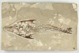 Cretaceous Crusher Fish (Coccodus) - Hakel, Lebanon #201369-1